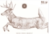 Picture of Big Woods Bucks "Running Buck" Target  - 3 Pack w/ Replacement Stickers